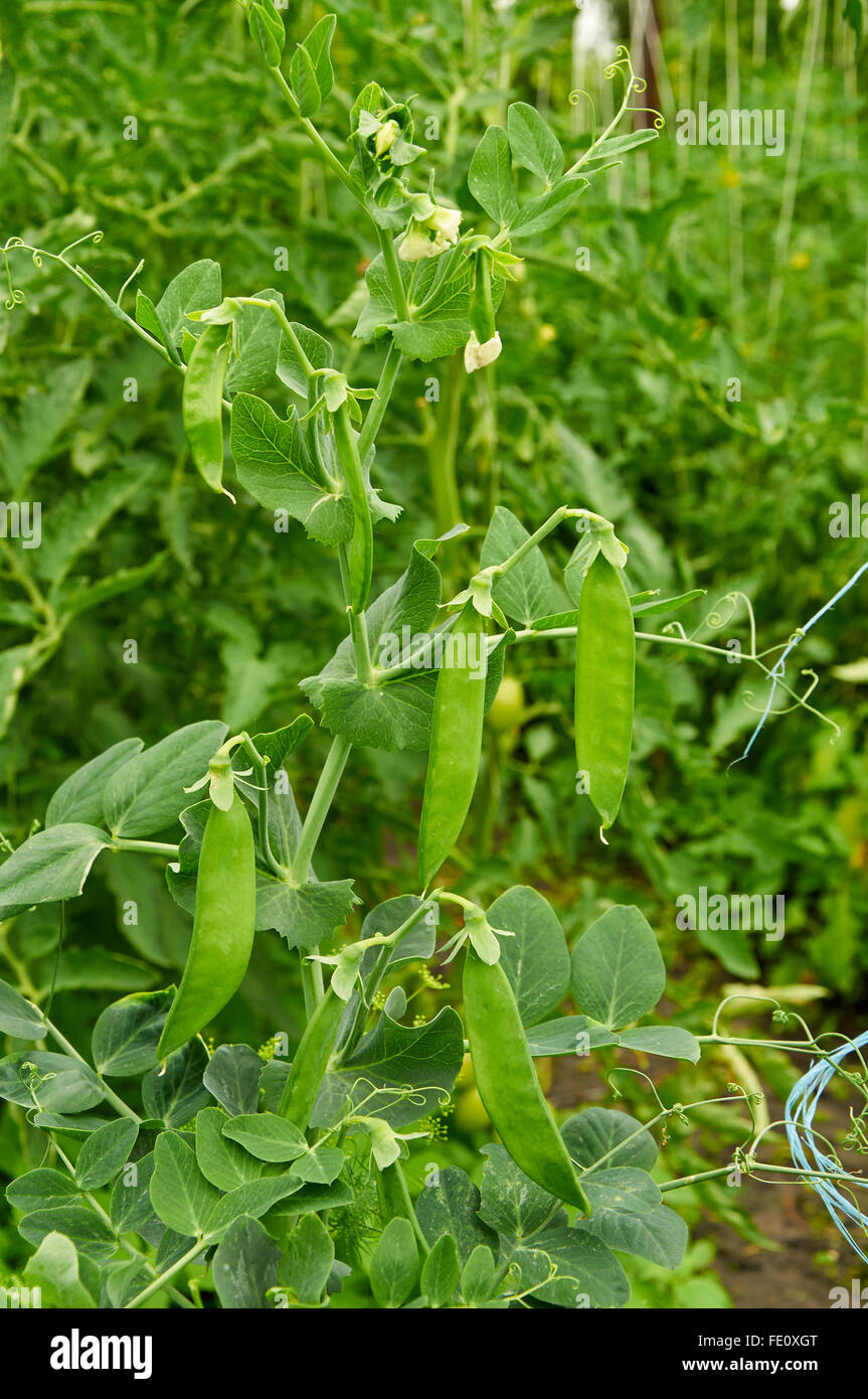 bush of pea with unripe pods on the garden Stock Photo