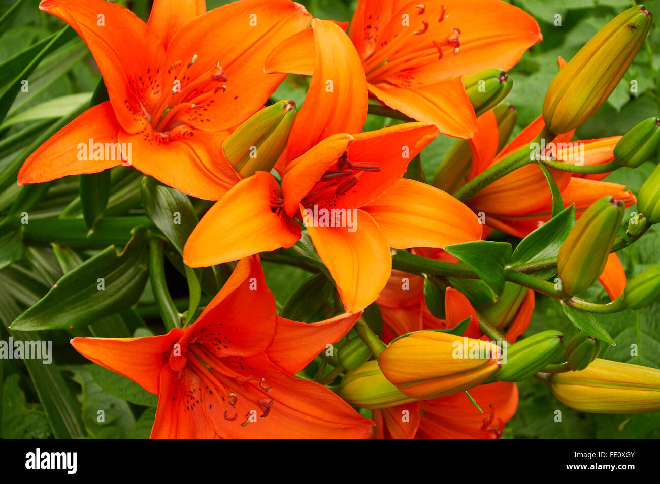 Asiatic lilies garden hires stock photography and images Alamy