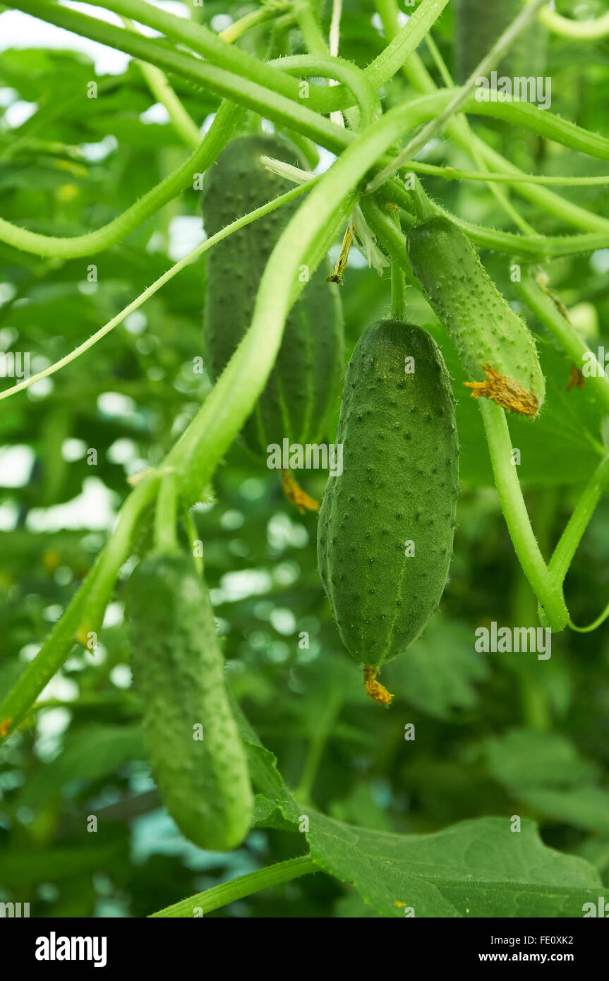 Several green cucumber growing in a greenhouse Stock Photo