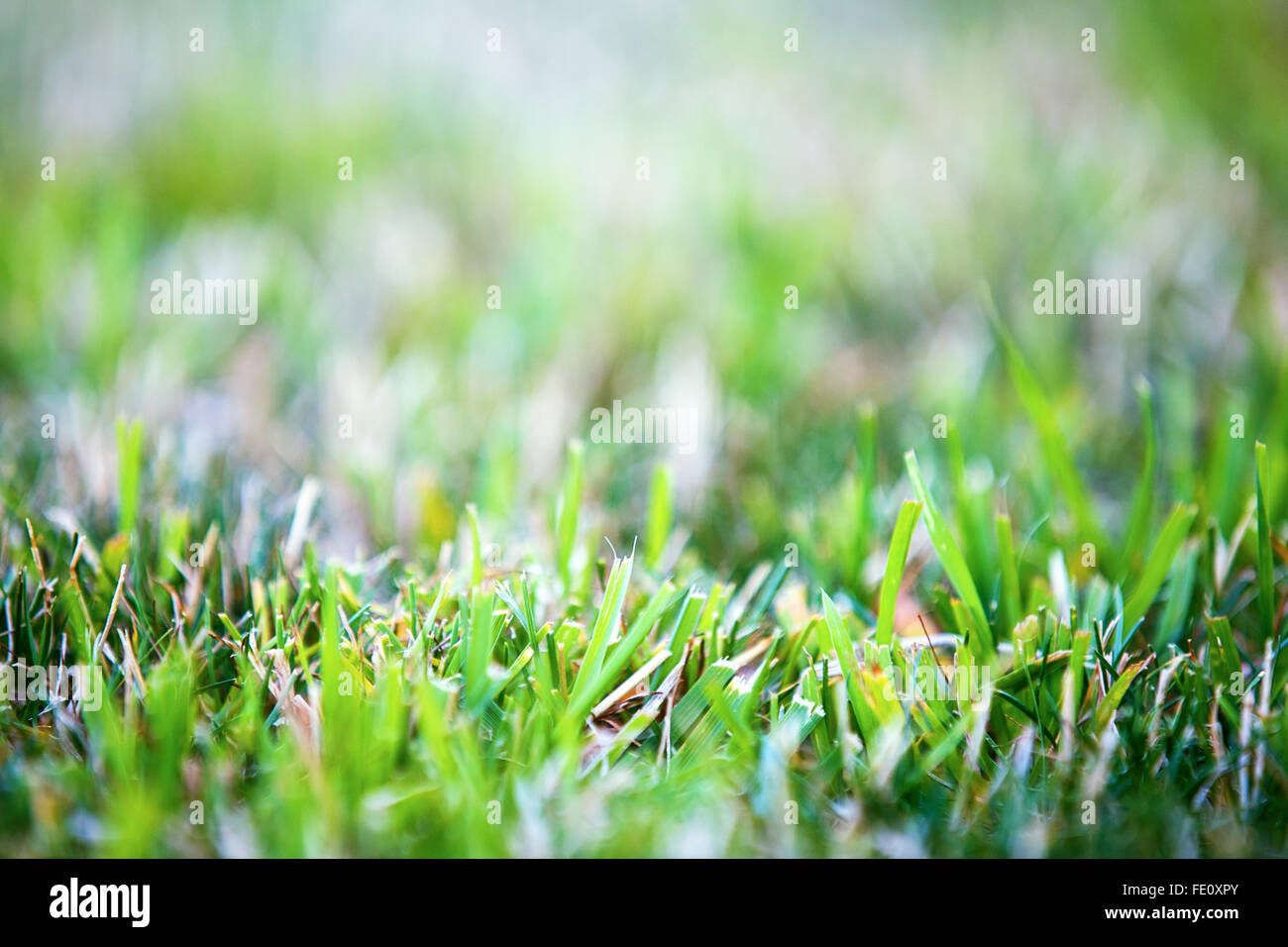 New mown grass hi-res stock photography and images - Alamy