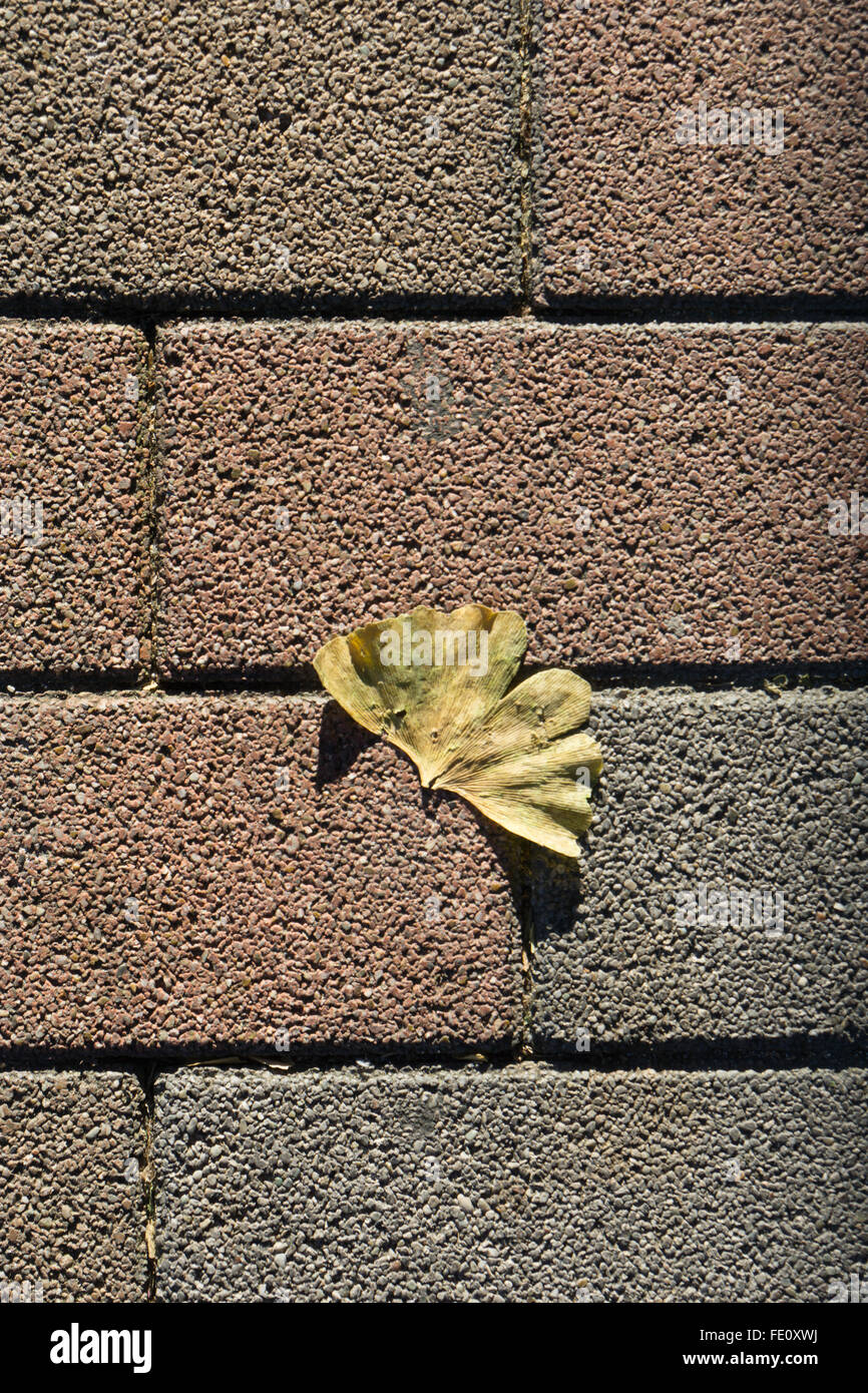 ginkgo leaf on a brick walkway Stock Photo