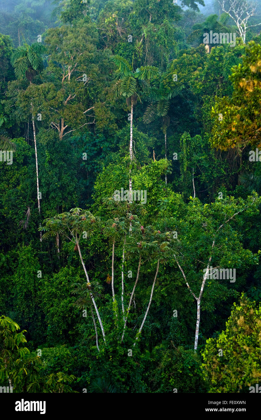 Amazon rain forest in Ecuador Stock Photo - Alamy