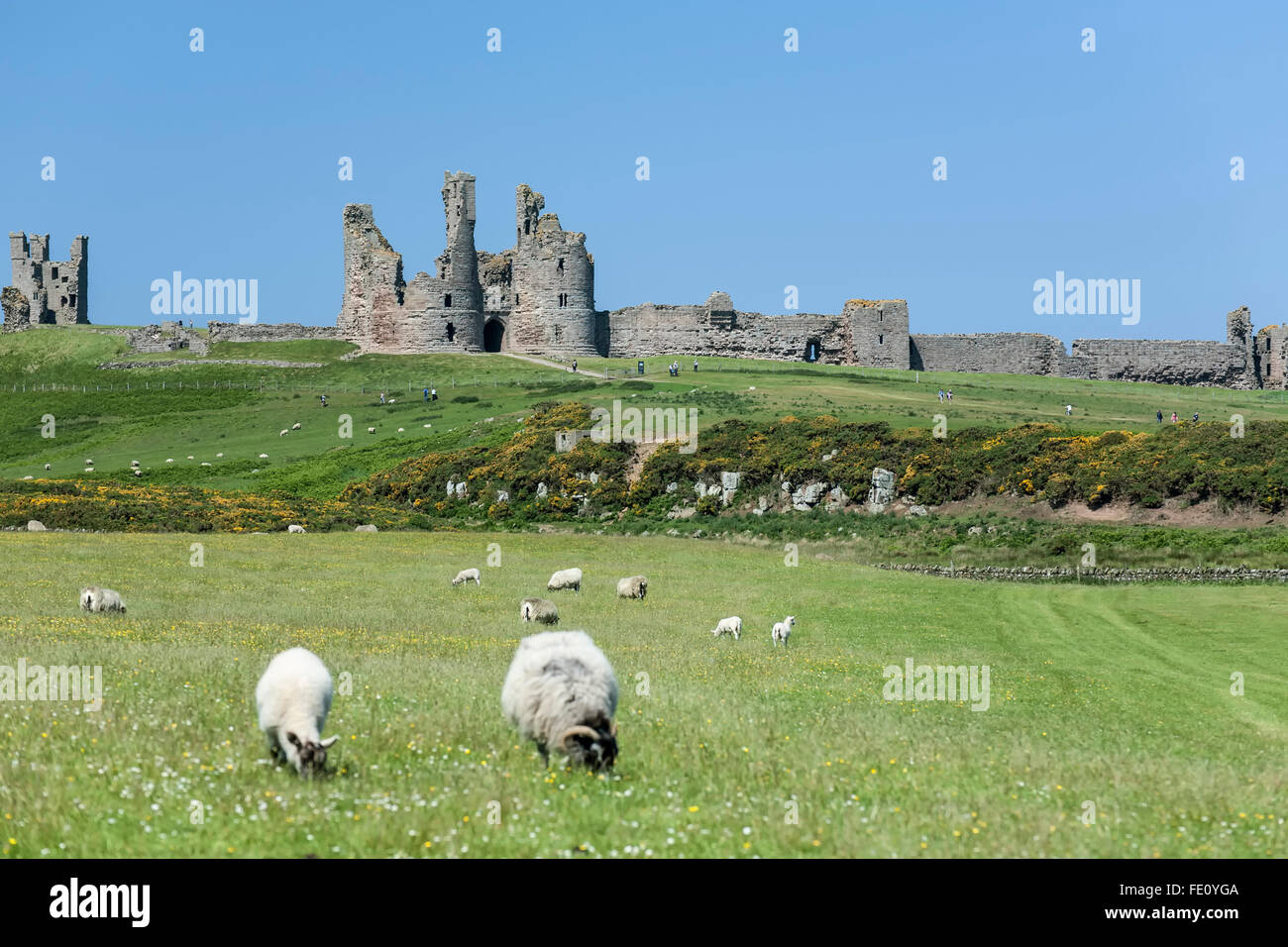 Sheep and Dunstanburgh Castle, England, United Kingdom Stock Photo