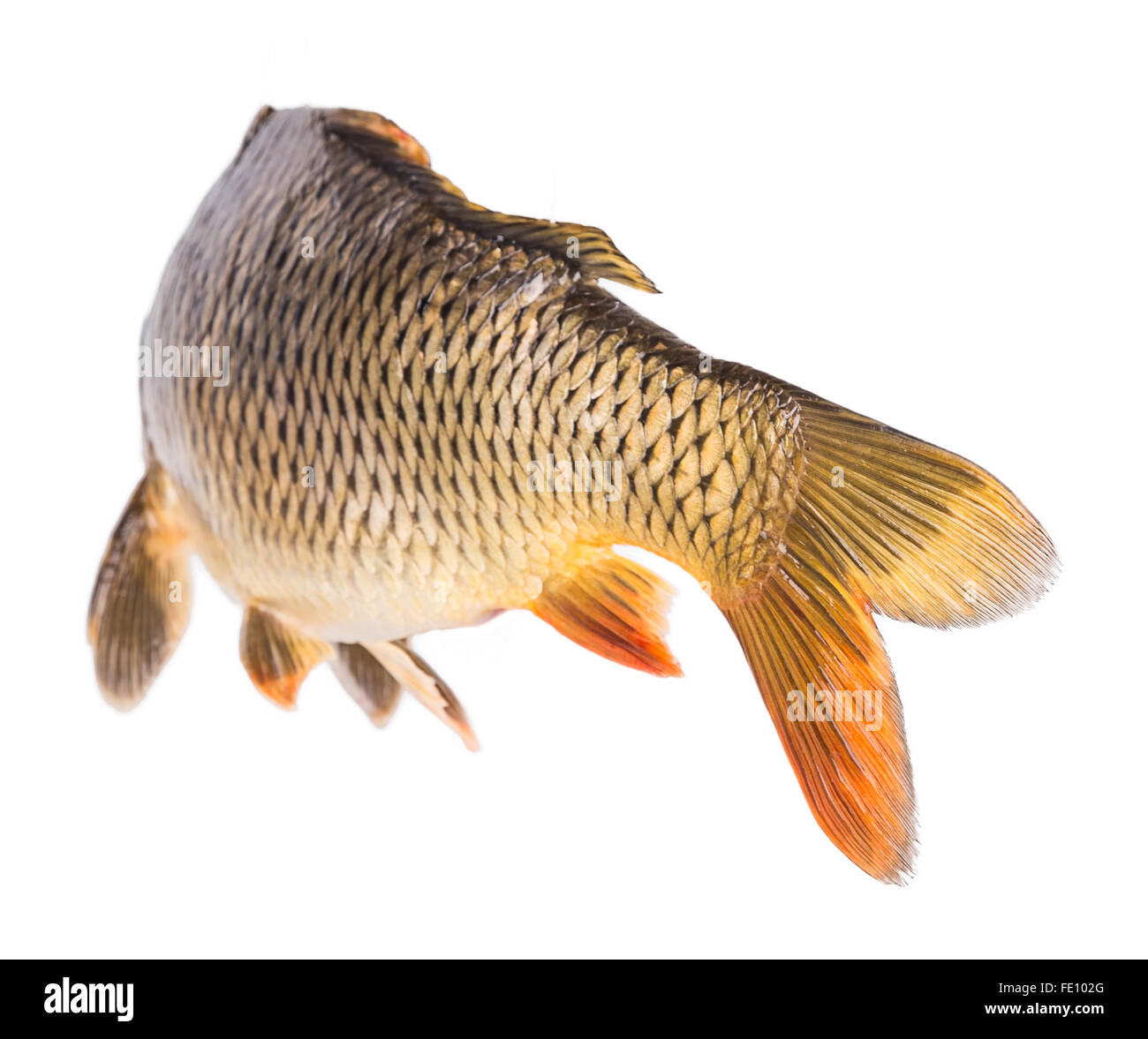 Carp Fish Half-face Isolated on White Background Stock Image