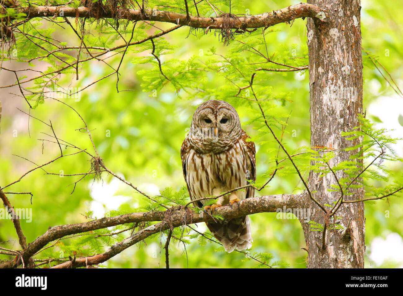 Barred Owl (Strix Varia) Sitting On A Tree. Barred Owl Is Best Known As ...