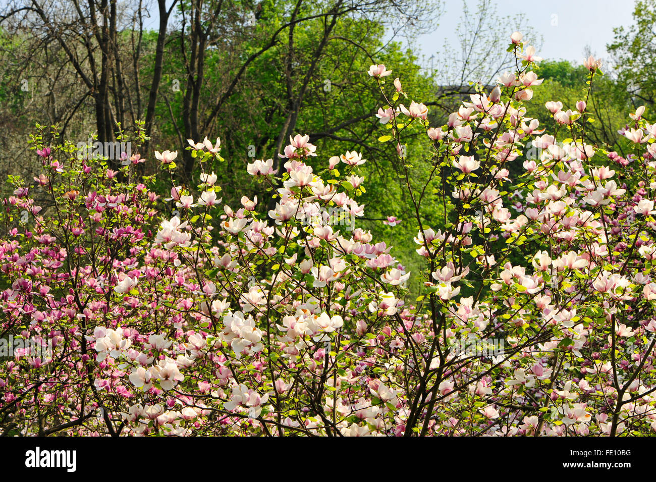 Some magnolia flowers in spring park Stock Photo - Alamy