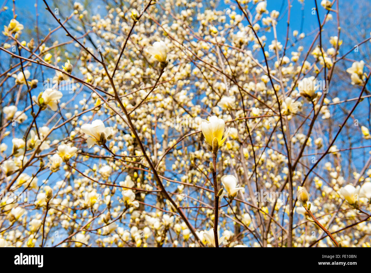 Some magnolia flowers in spring park Stock Photo - Alamy