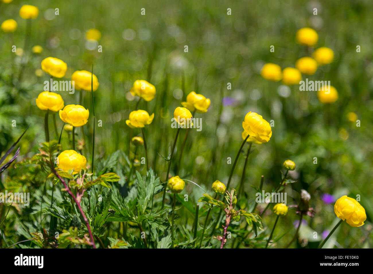 Closeup of yellow flowers in Swiss Alps, near Kandersteg, Switzerland