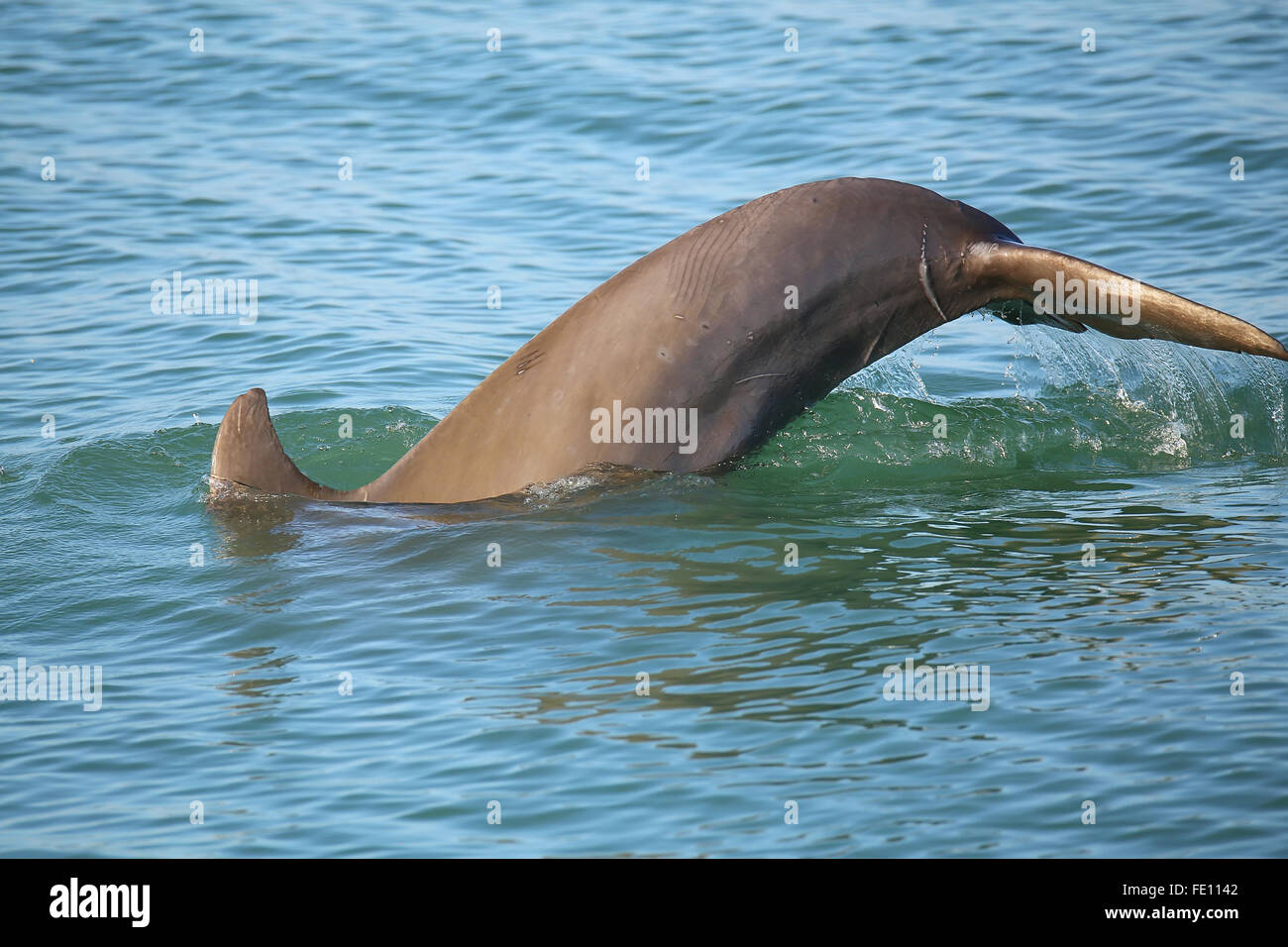 Tail of diving Common bottlenose dolphin near Sanibel island in Florida Stock Photo