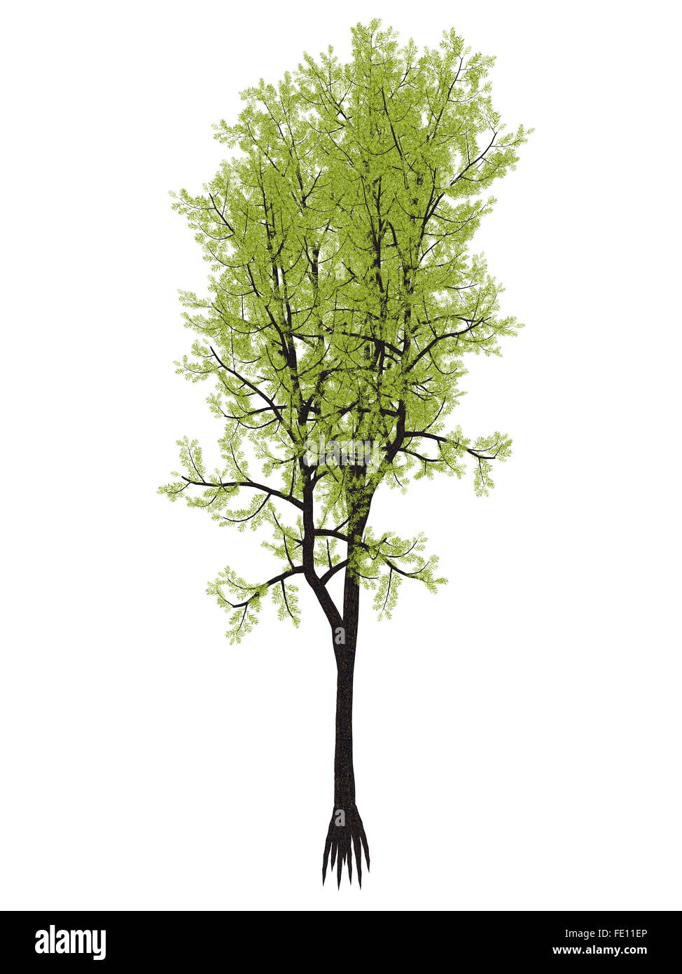 Outeniqua yellowwood tree, podocarpus falcatus isolated in white background - 3D render Stock Photo