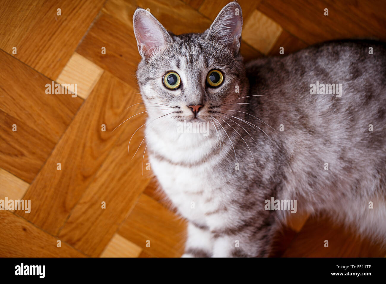 gray tabby cat on the wooden floor Stock Photo - Alamy