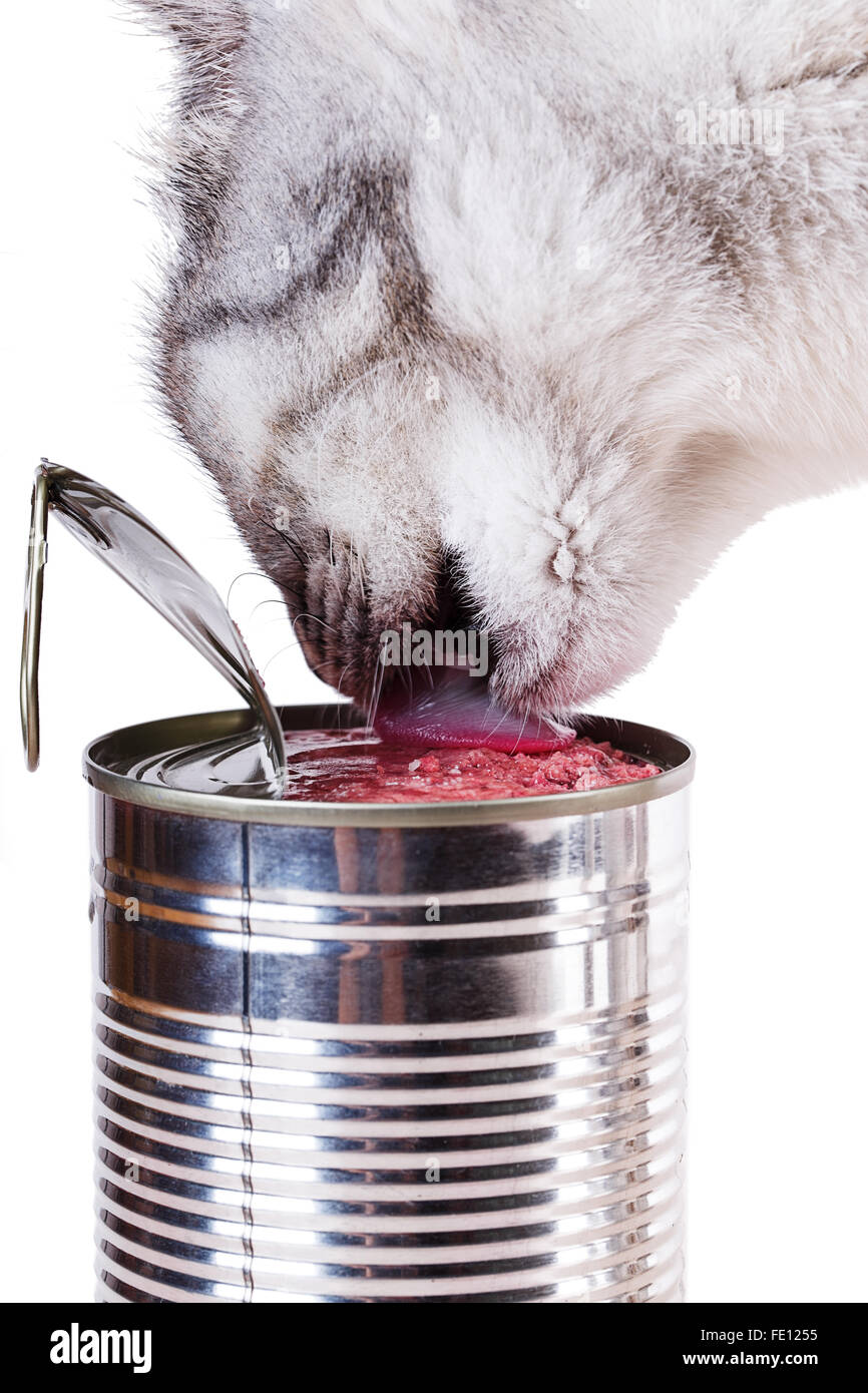 tin cat Isolated on white background Stock Photo