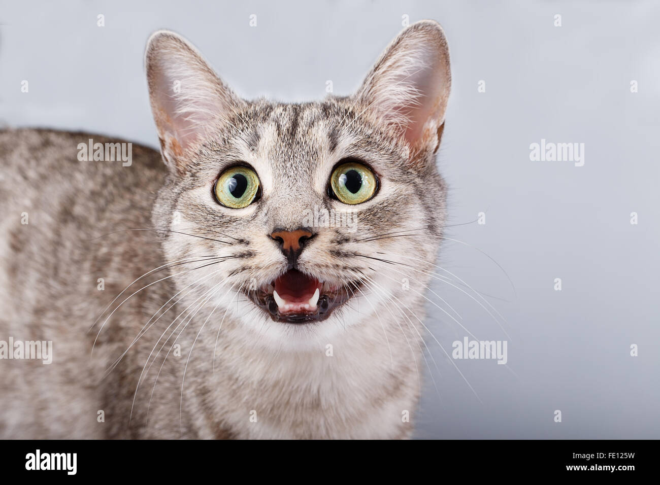 cat meows gray tabby Shorthair Stock Photo