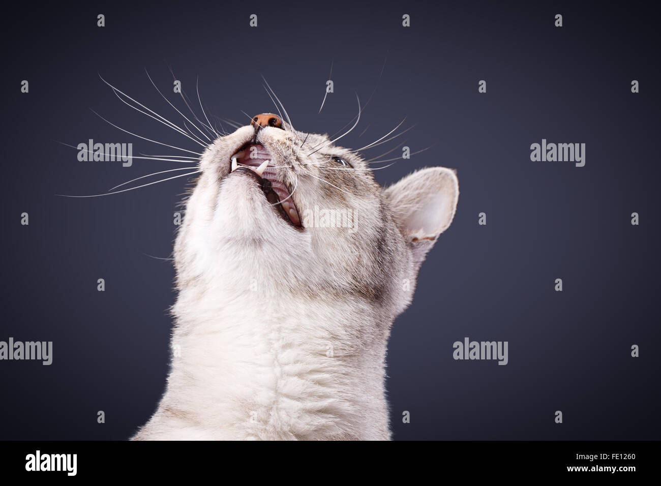 cat meows gray tabby Shorthair Stock Photo