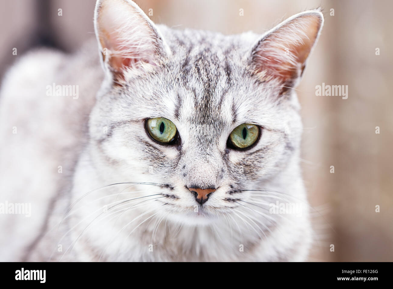 gray tabby cat close-up portrait Stock Photo - Alamy
