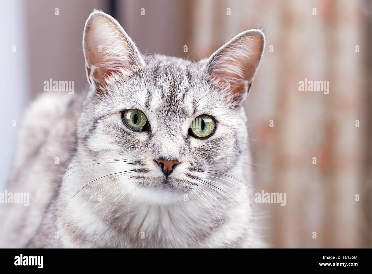 gray tabby cat close-up portrait Stock Photo - Alamy