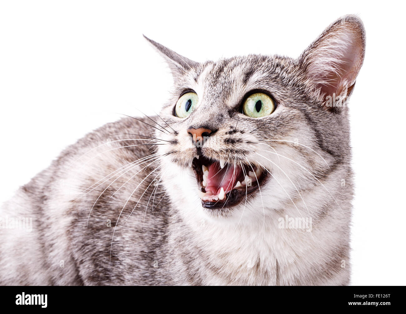 Cat isolated on a white background Stock Photo - Alamy