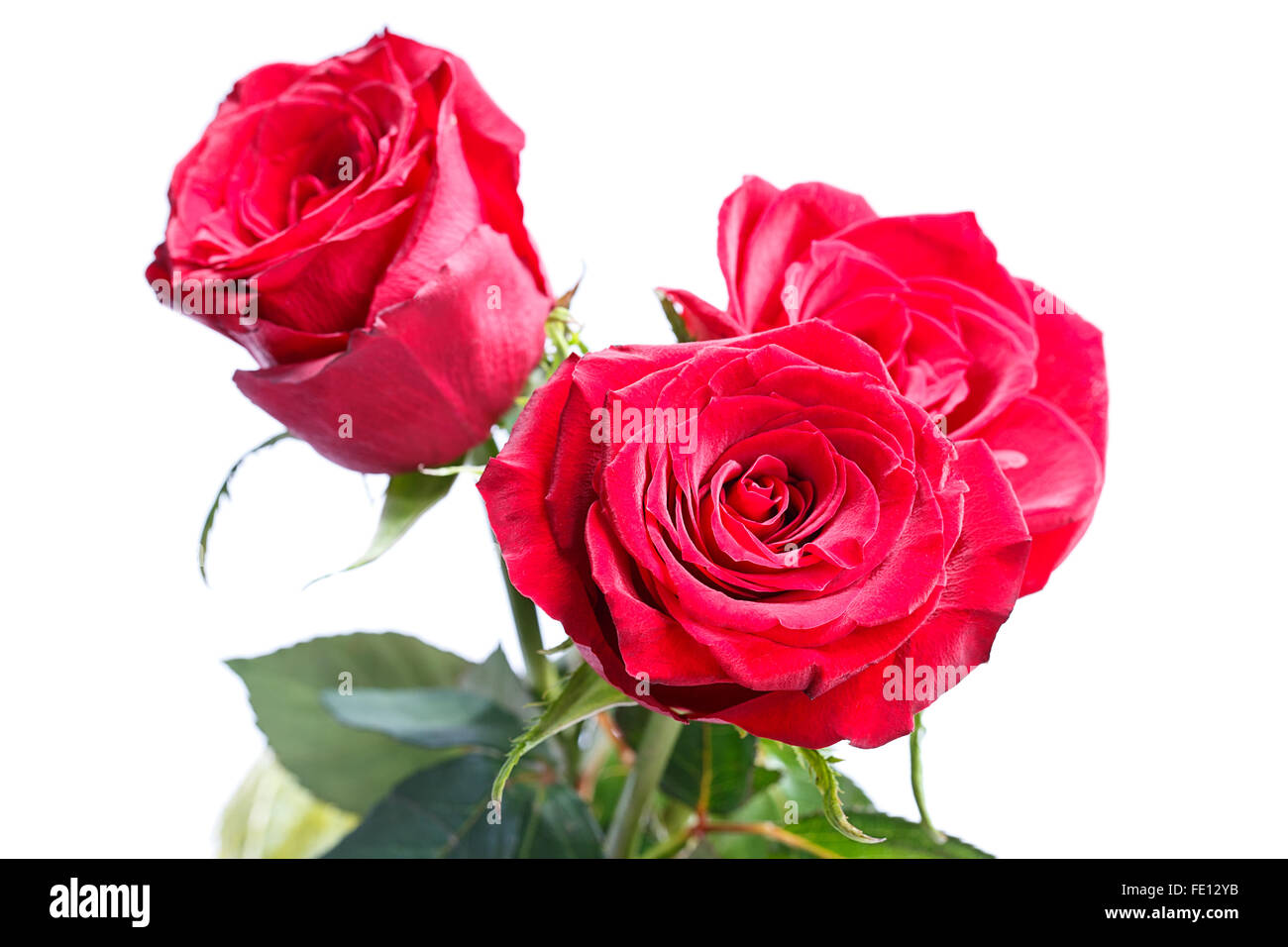 rose flowers Isolated on white background Stock Photo - Alamy