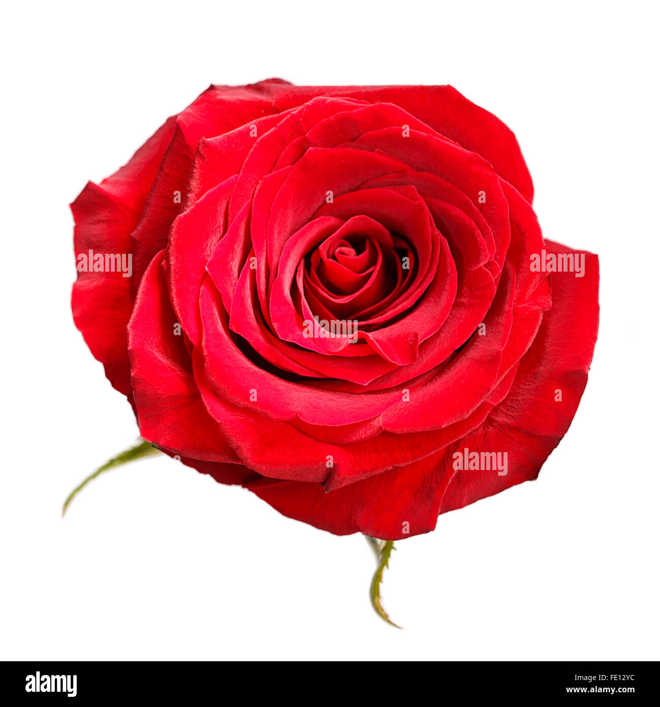 rose flowers Isolated on white background Stock Photo - Alamy
