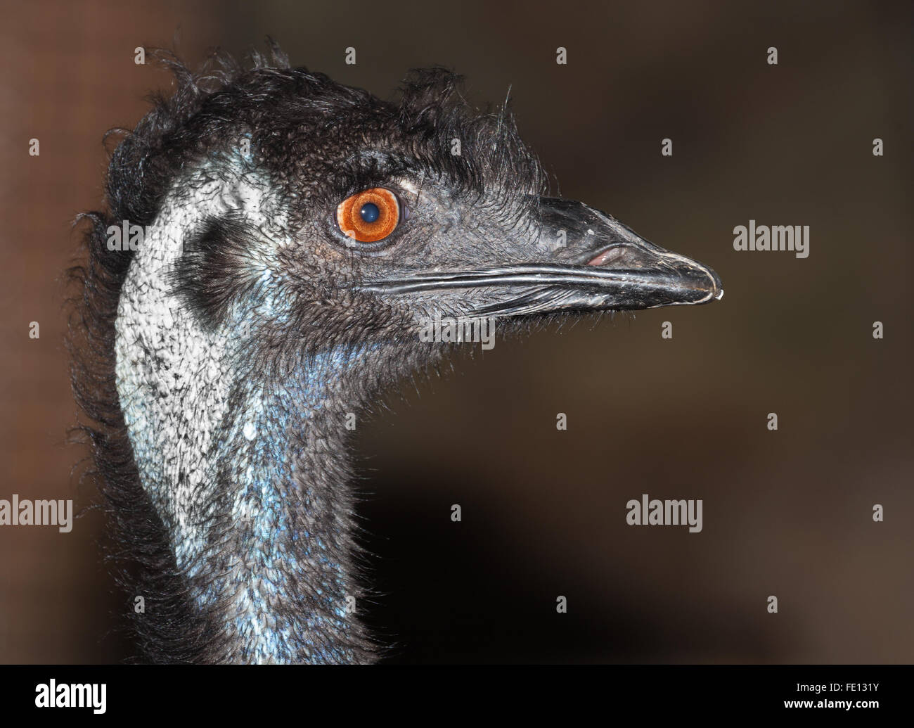 an australian native, emu, a large flightless bird. Stock Photo