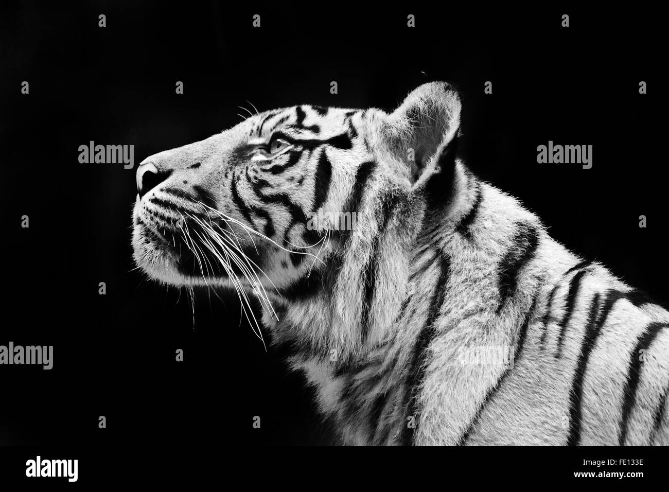 The Sumatran tiger is a rare tiger subspecies that inhabits the Indonesian island of Sumatra. It was classified as critically en Stock Photo