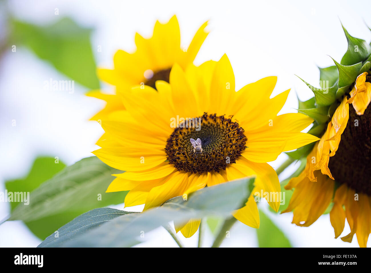 Funflower sunflower closeup plant Stock Photo - Alamy