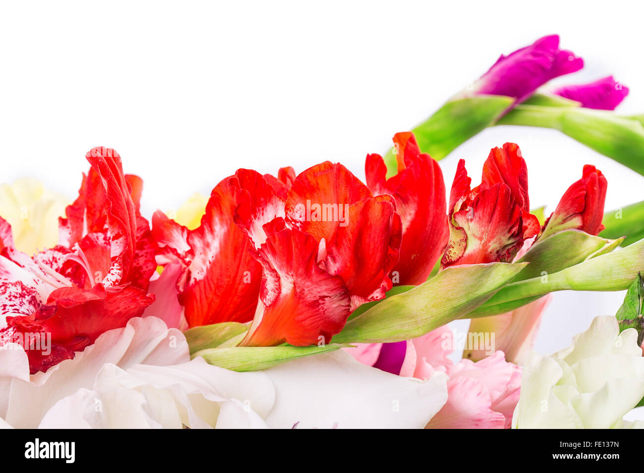 Gladiolus flower background Stock Photo