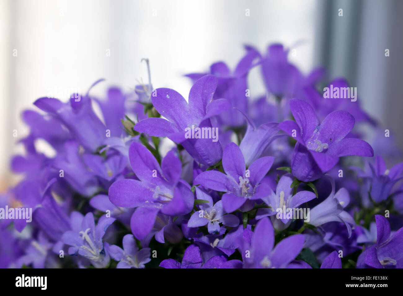 Flowers background with purple campanula flowers Stock Photo - Alamy