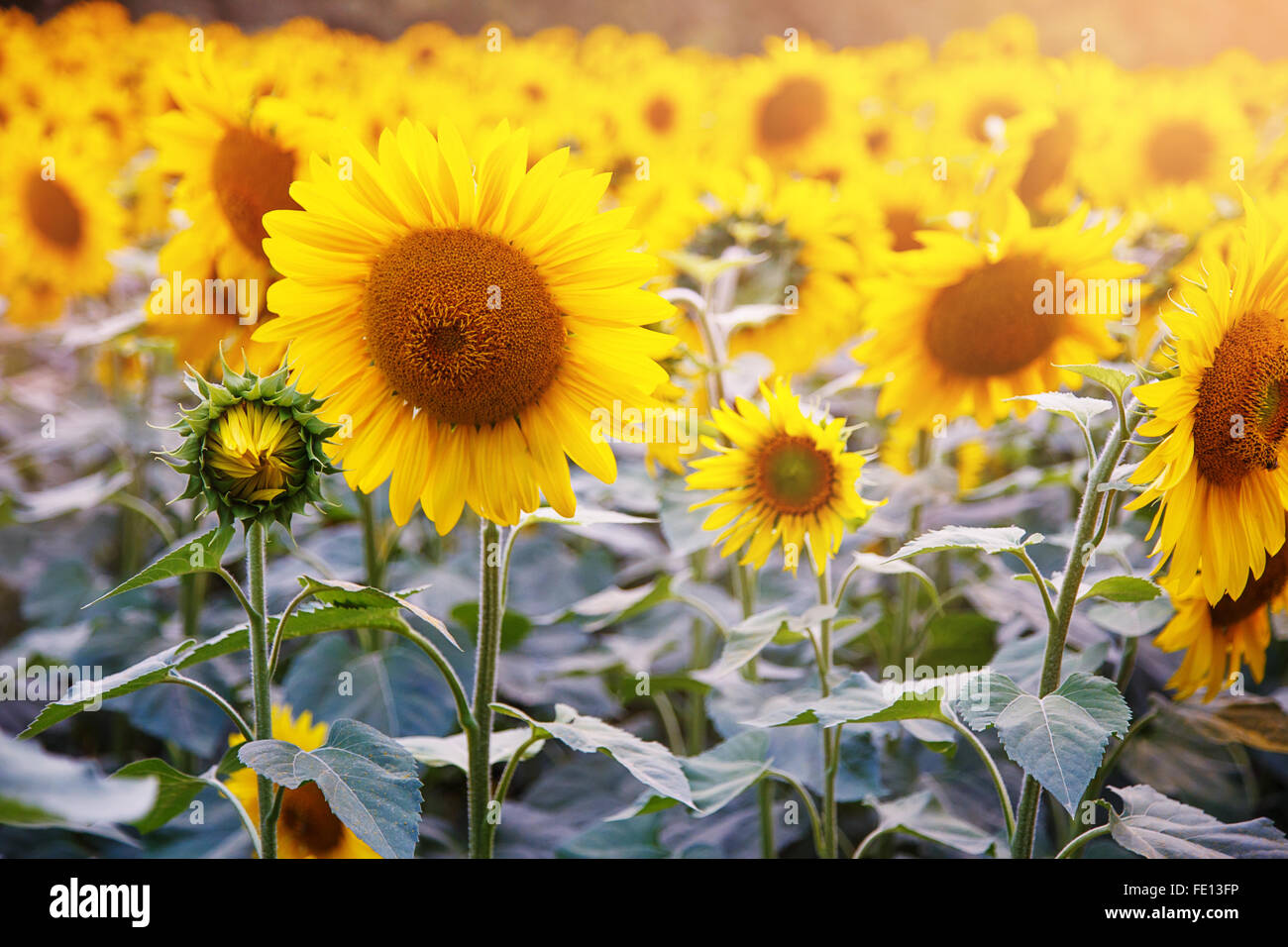 sunflower field yellow flowers background landscape Stock Photo - Alamy
