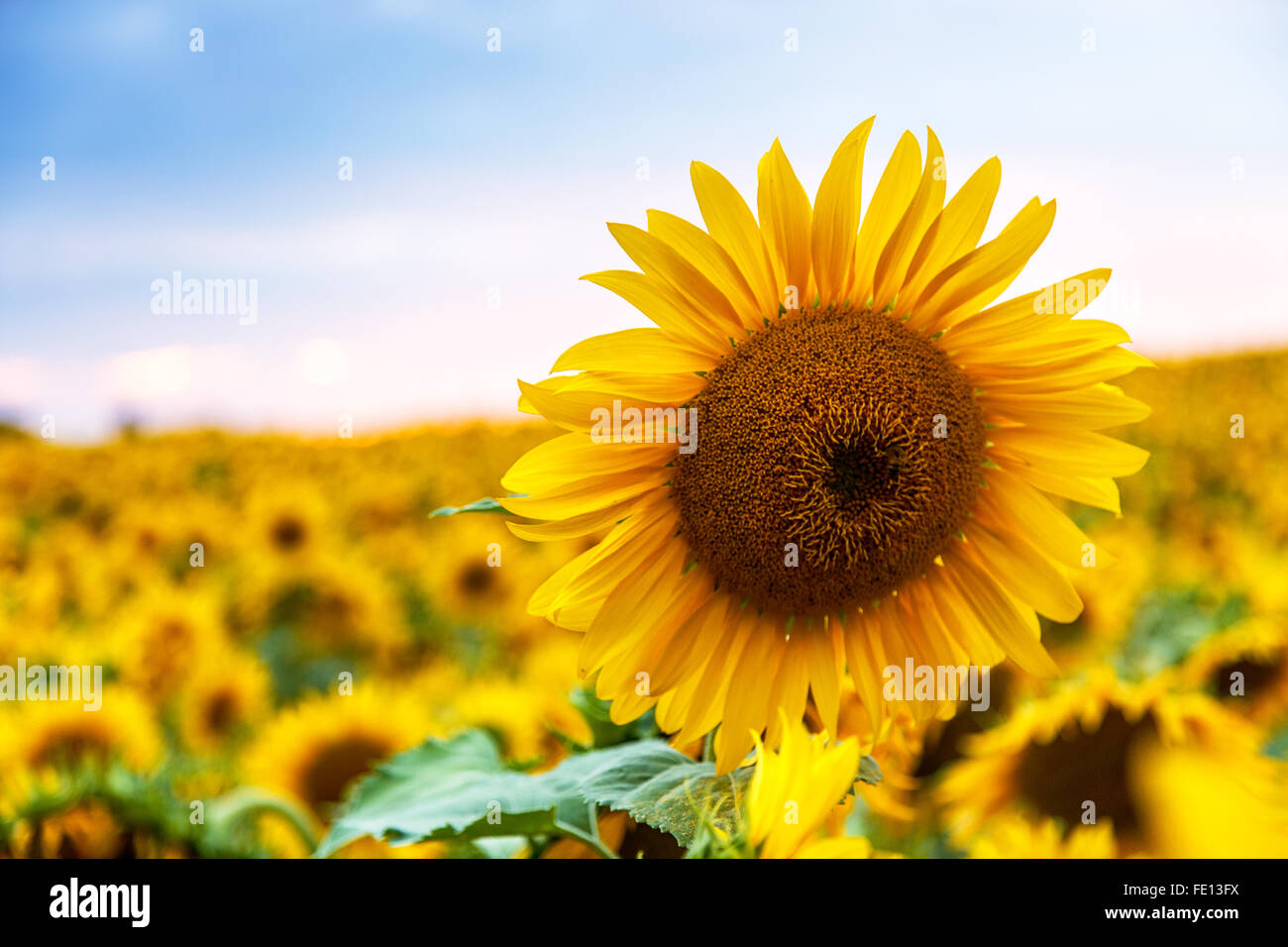 sunflower field yellow flowers background landscape Stock Photo - Alamy