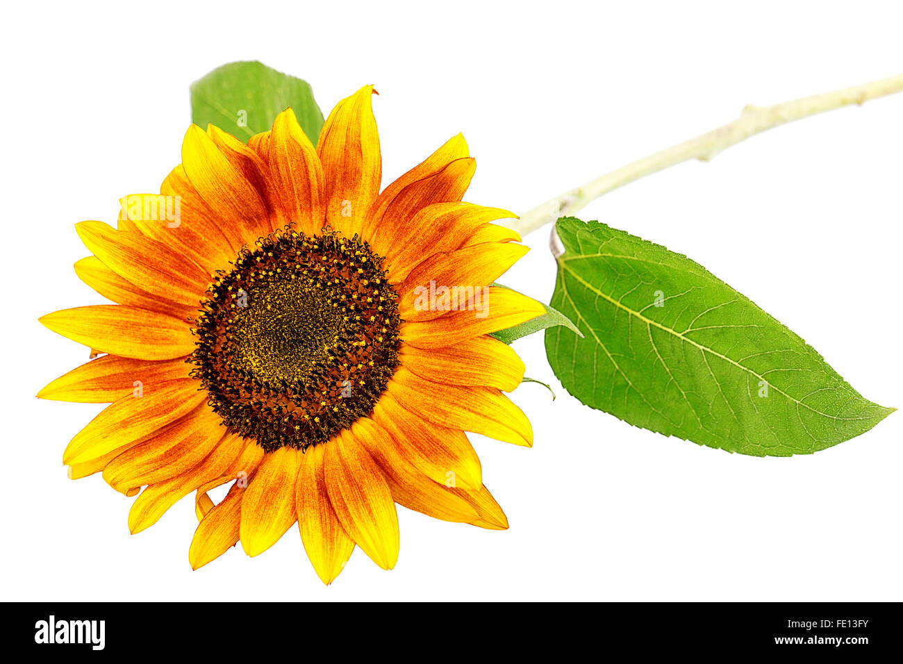 sunflower isolated on white background flower Stock Photo - Alamy