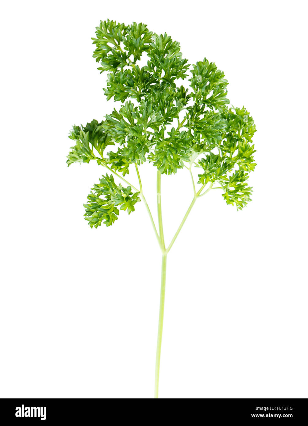 leaf parsley Isolated on white background Stock Photo - Alamy