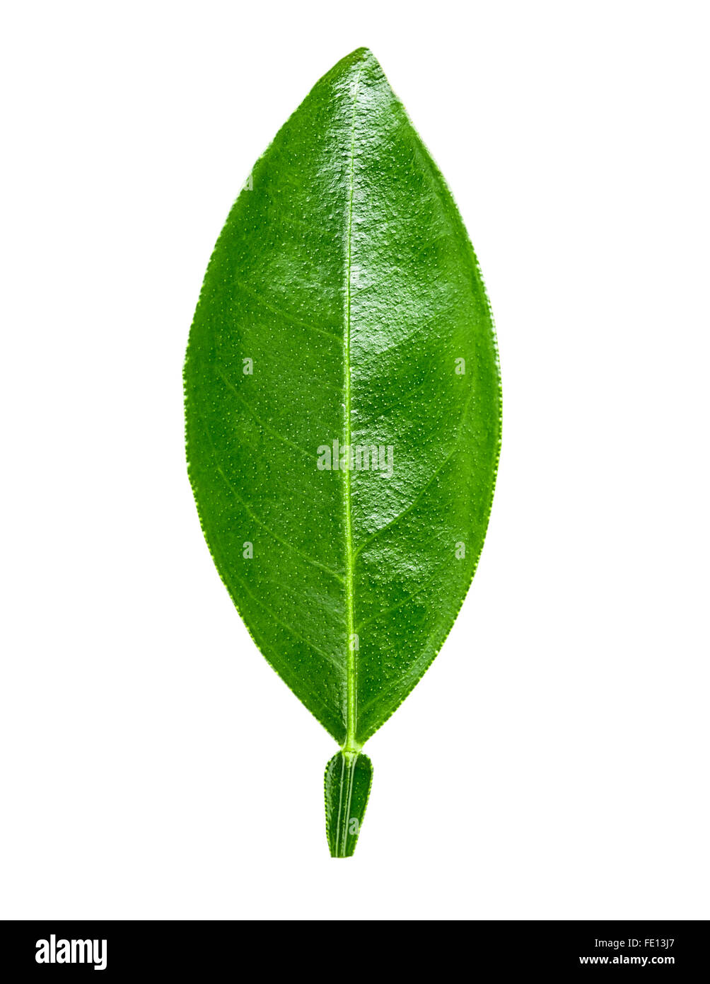 lime leaf Isolated on white background Clipping Path Stock Photo Alamy