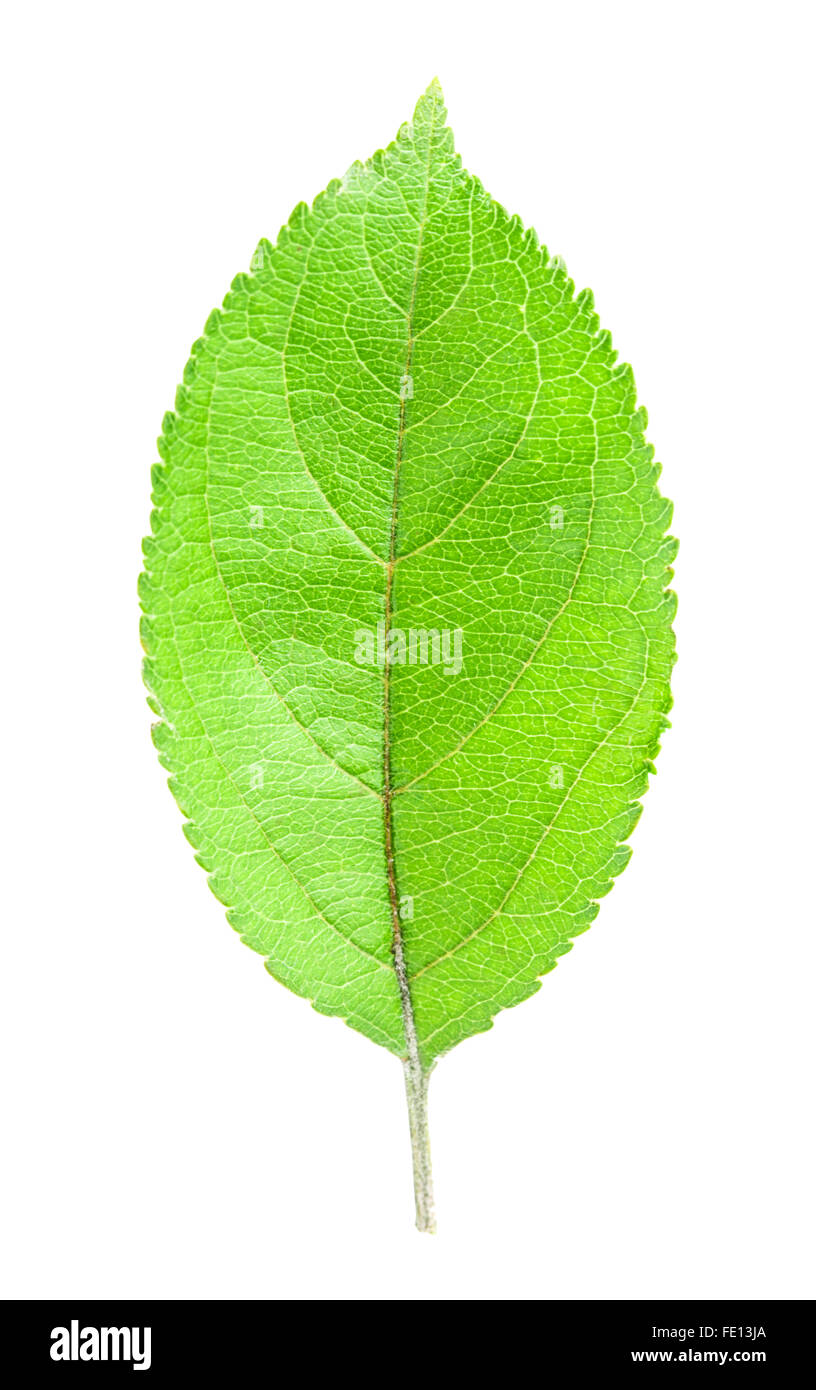 apple leaf Isolated on white background Clipping Path Stock Photo - Alamy