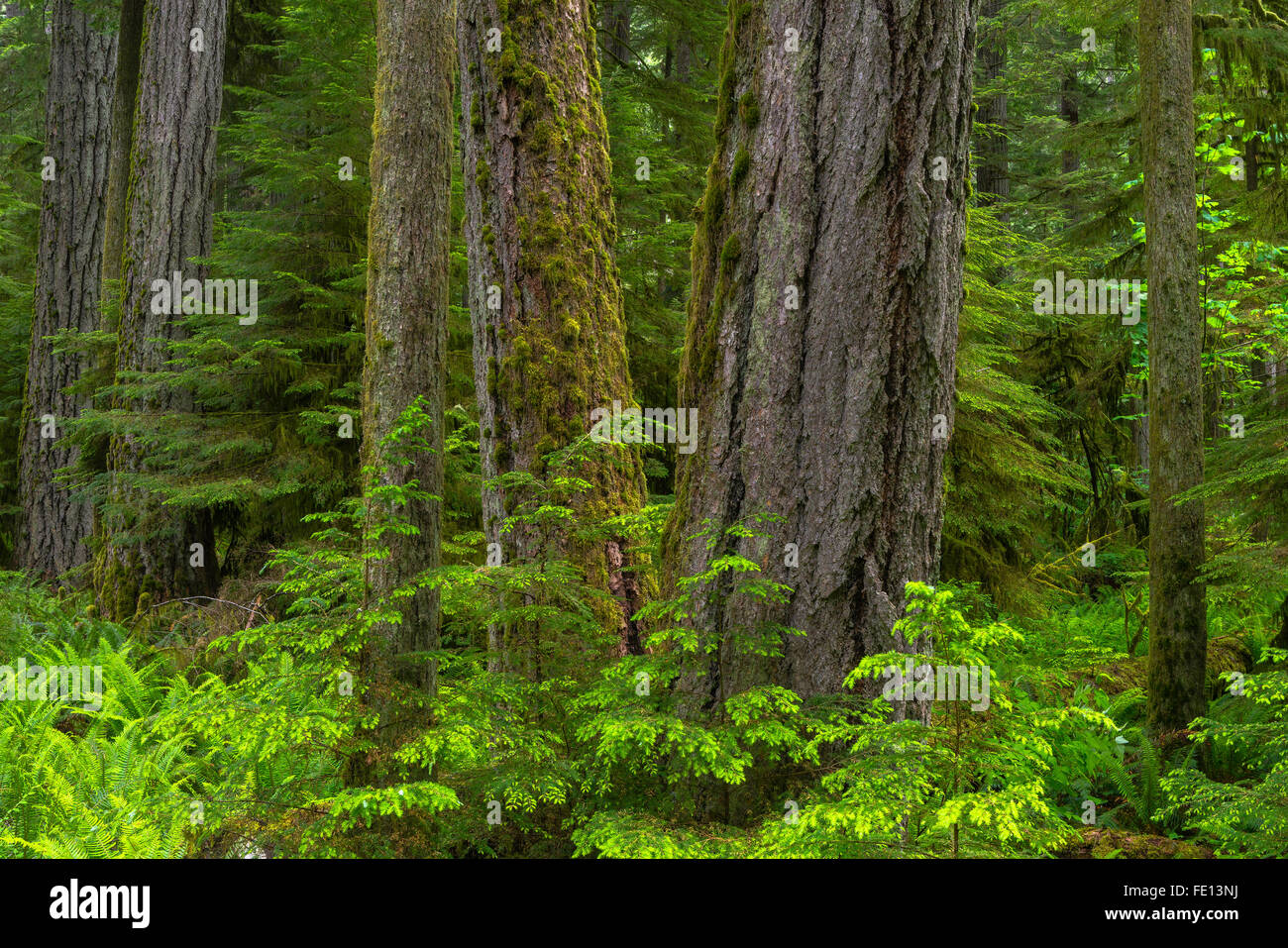 Vancouver Island, British Columbia, Canada: Cathedral Grove old Growth forest, MacMillan Provincial Park Stock Photo