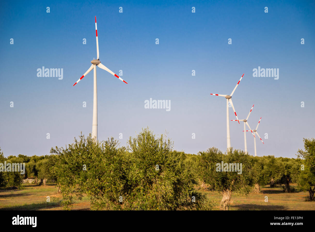 wind turbines  in cultivation of olive trees in Apulia in Southern Italy Stock Photo