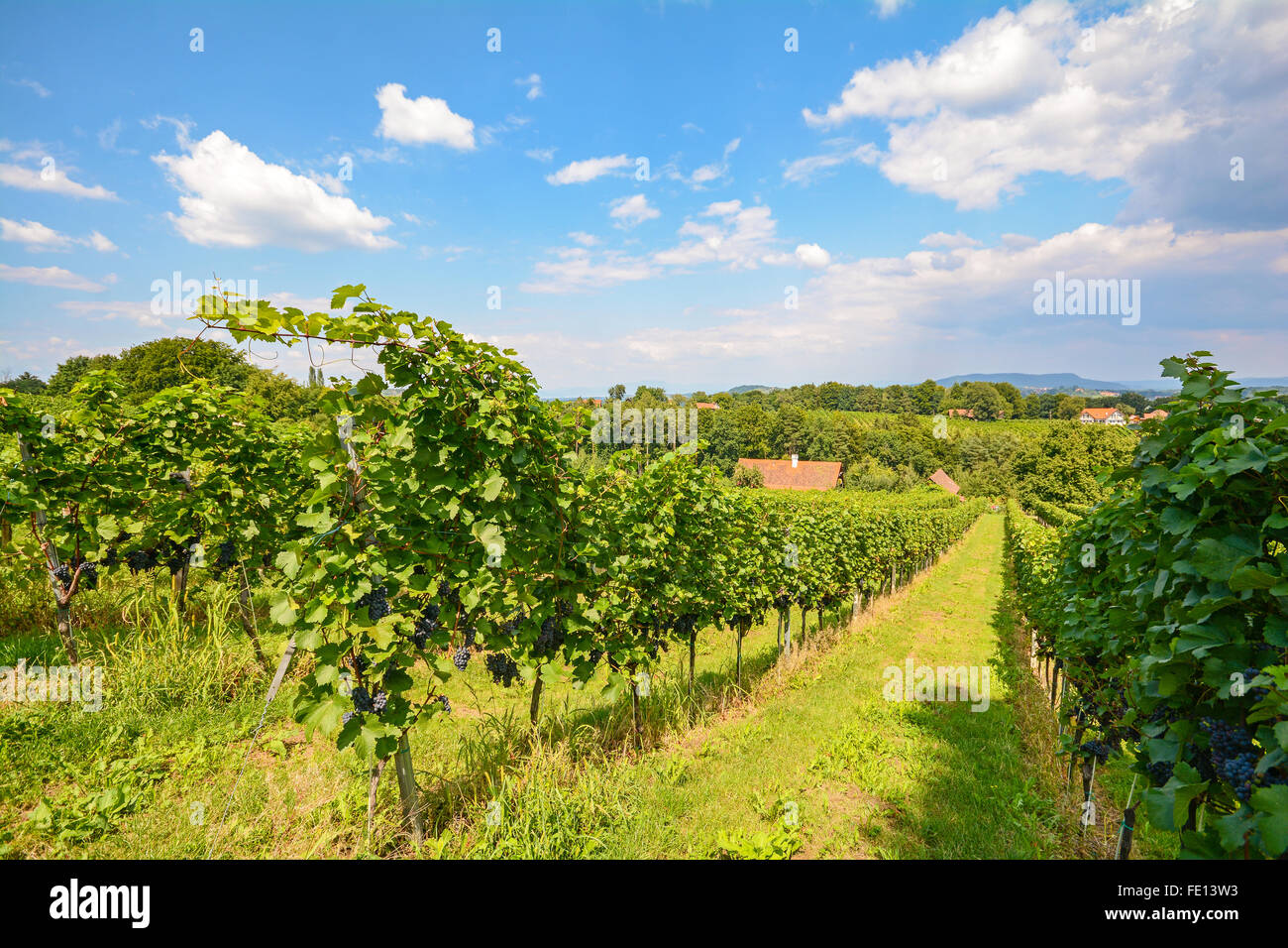 Vineyards along the South Styrian Wine Road in autumn, Austria Europe Stock Photo