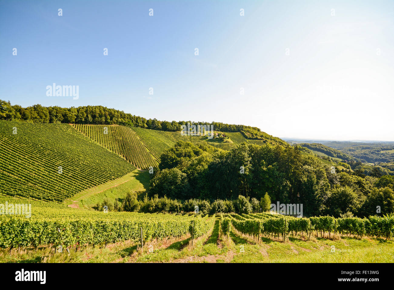 Vineyards along the South Styrian Wine Road in autumn, Austria Europe Stock Photo