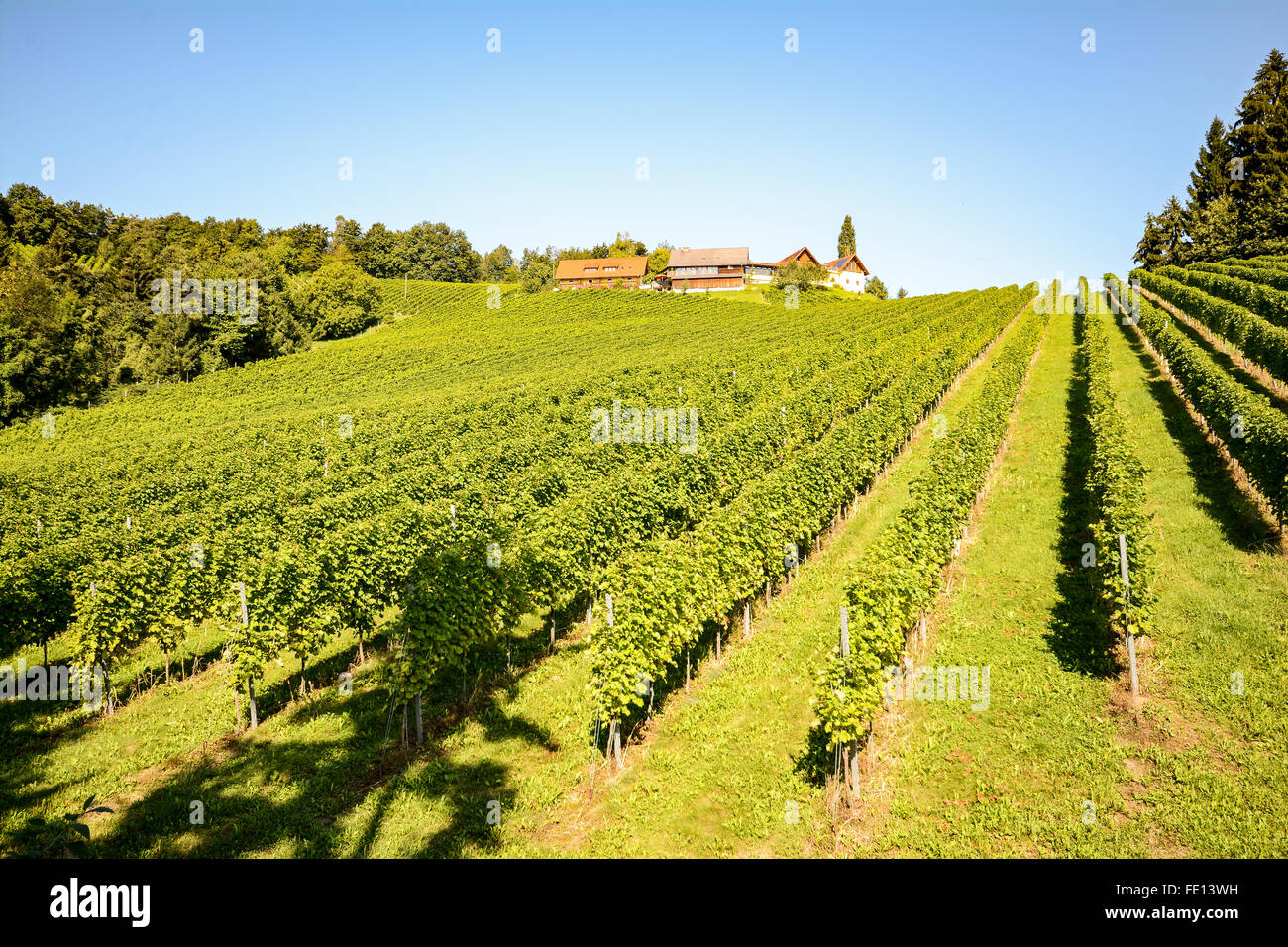 Vineyards and winery along the South Styrian Wine Road in autumn ...