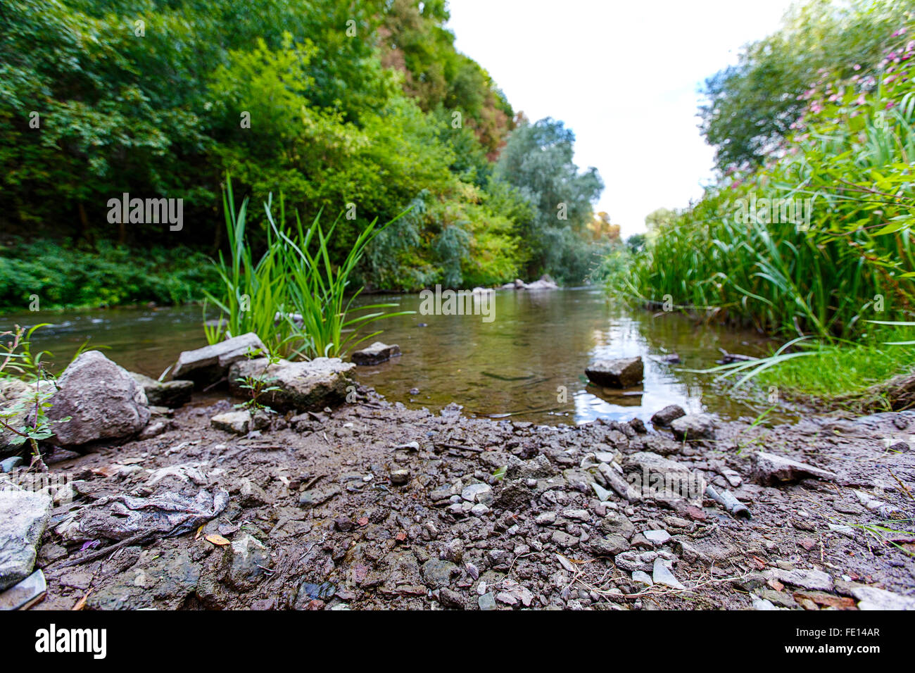 landscape trees river reeds nature Stock Photo - Alamy