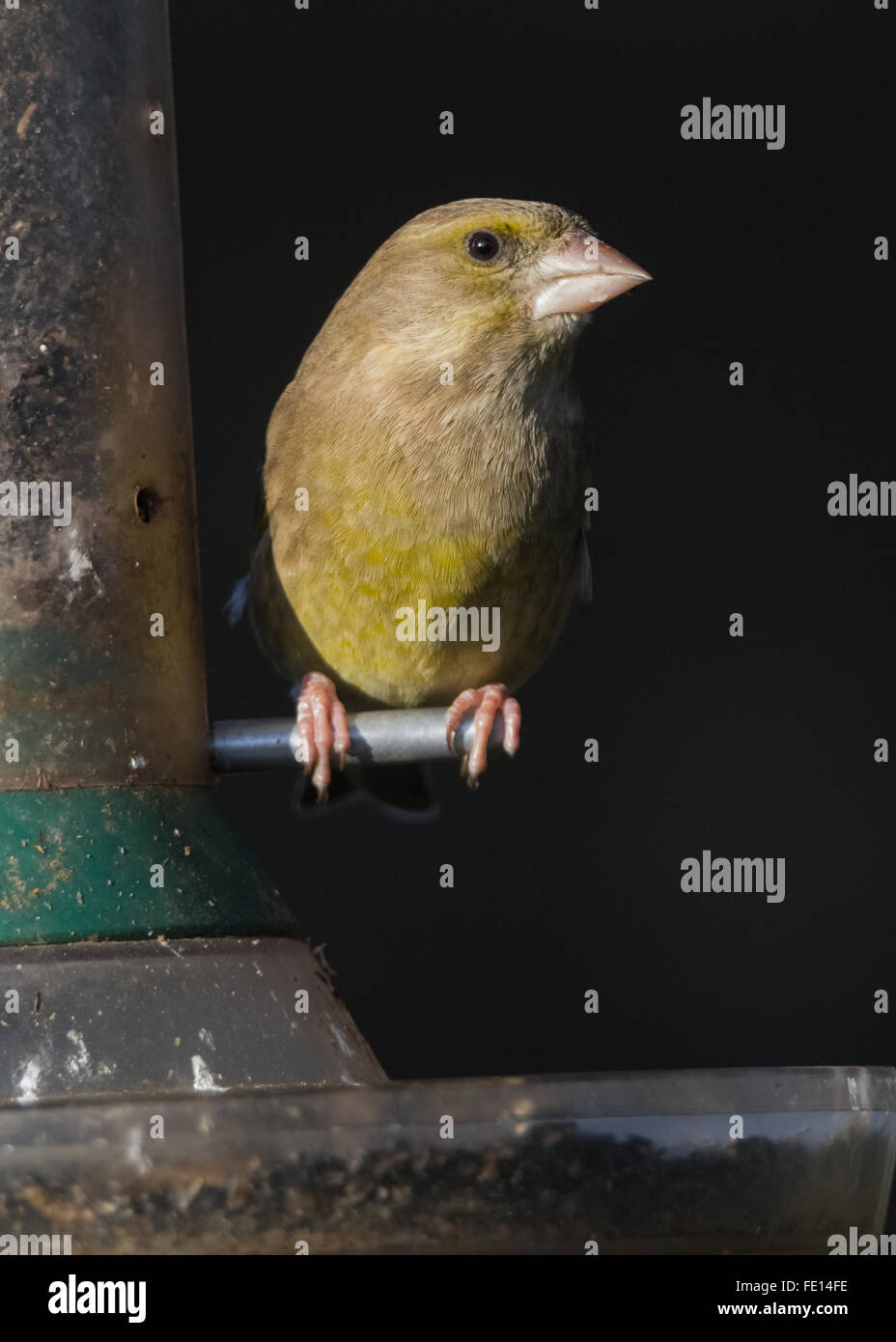 Greenfinch on nyger seed feeder in Mainsriddle, near RSPB Mersehead, Dumfries and Galloway, Scotland, UK Stock Photo