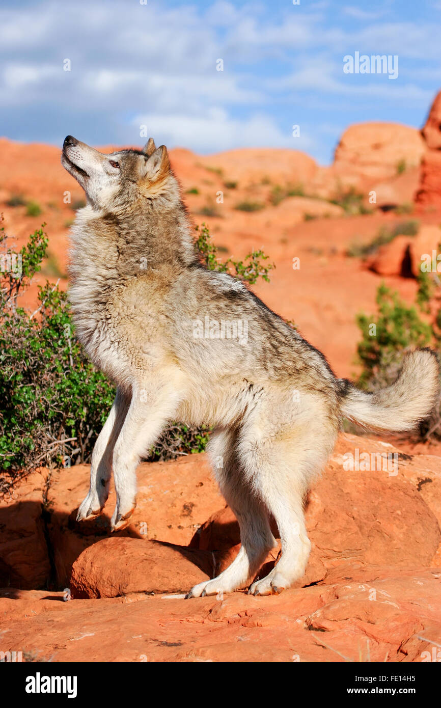 Gray wolf (Canis lupus) in a desert with red rock formations Stock Photo