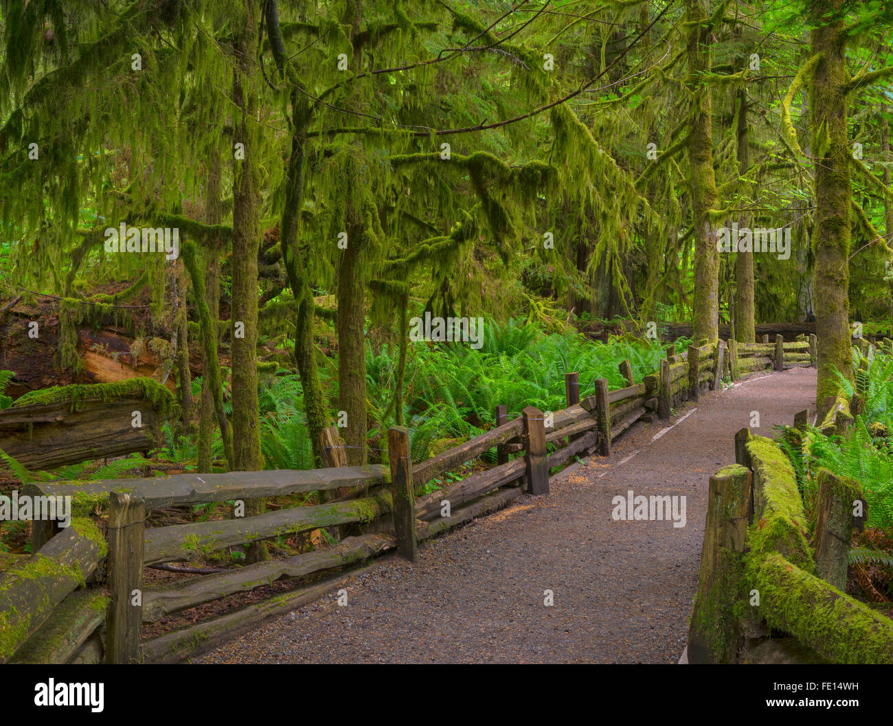 Vancouver Island, British Columbia, Canada: Cathedral Grove trail through old Growth forest, MacMillan Provincial Park Stock Photo