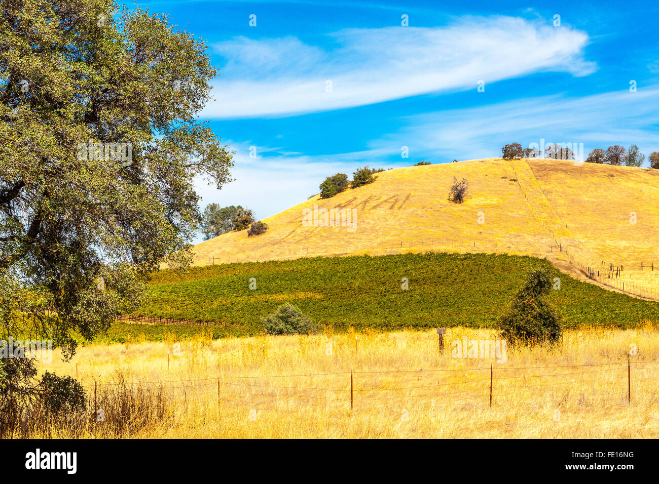 An Isolated vineyard in pasture land in the Sierra Nevada foothills