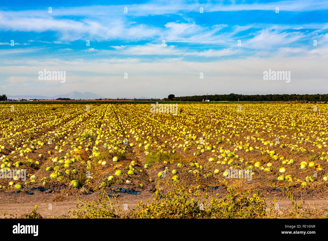 A field of over ripe watermelons destined to be plowed under near ...
