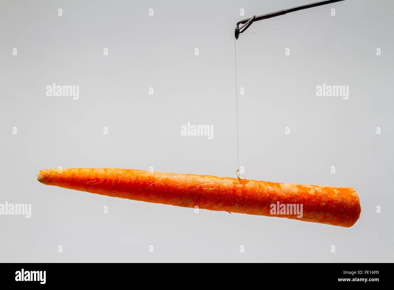 A Carrot dangling from a fishing pole as in the carrot and stick approach Stock Photo