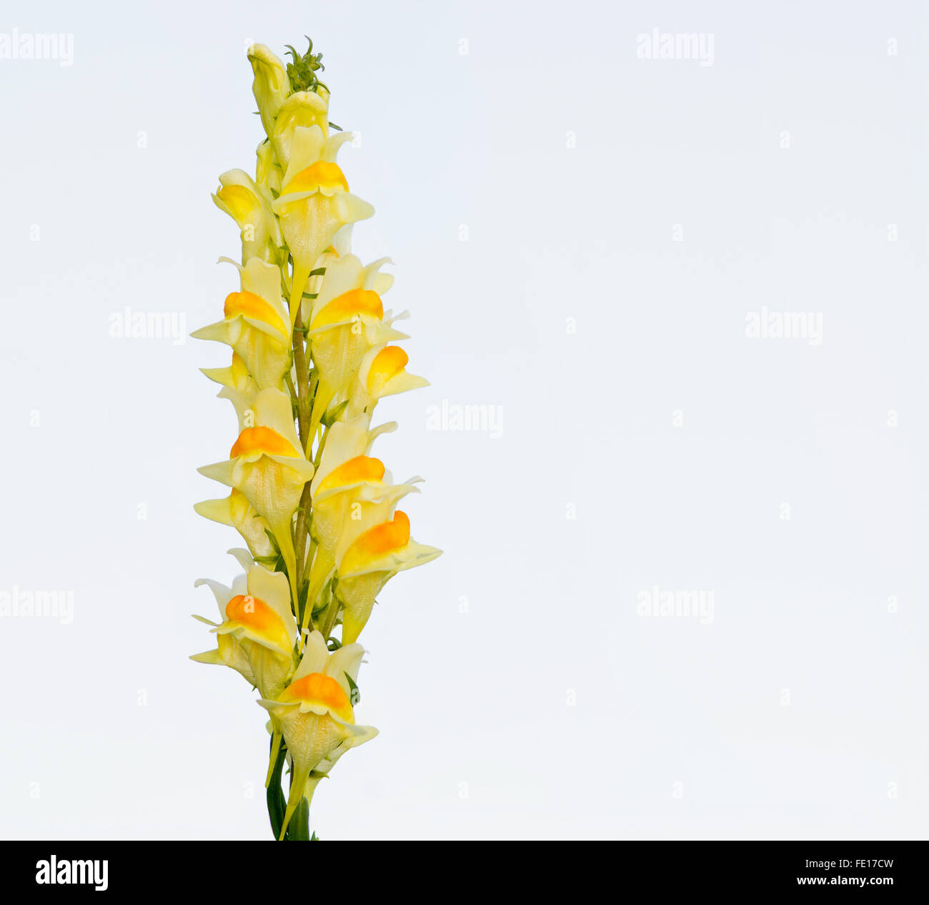 ButterandEggs Wildflower closeup against a white background Stock Photo Alamy