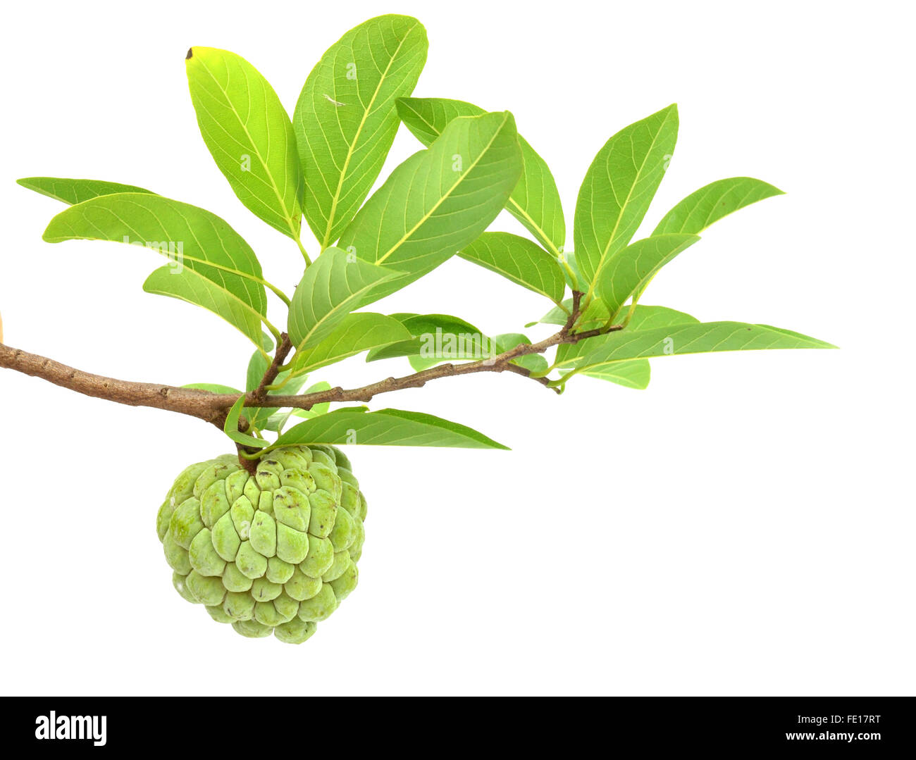 custard-apple-isolated-on-white-background-stock-photo-alamy