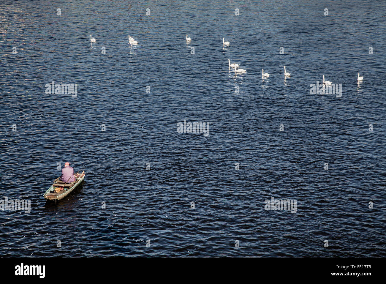 Man rowing in a boat, white geese swimming by, a tranquil scene on the Vltava River in Prague Czech Republic Stock Photo