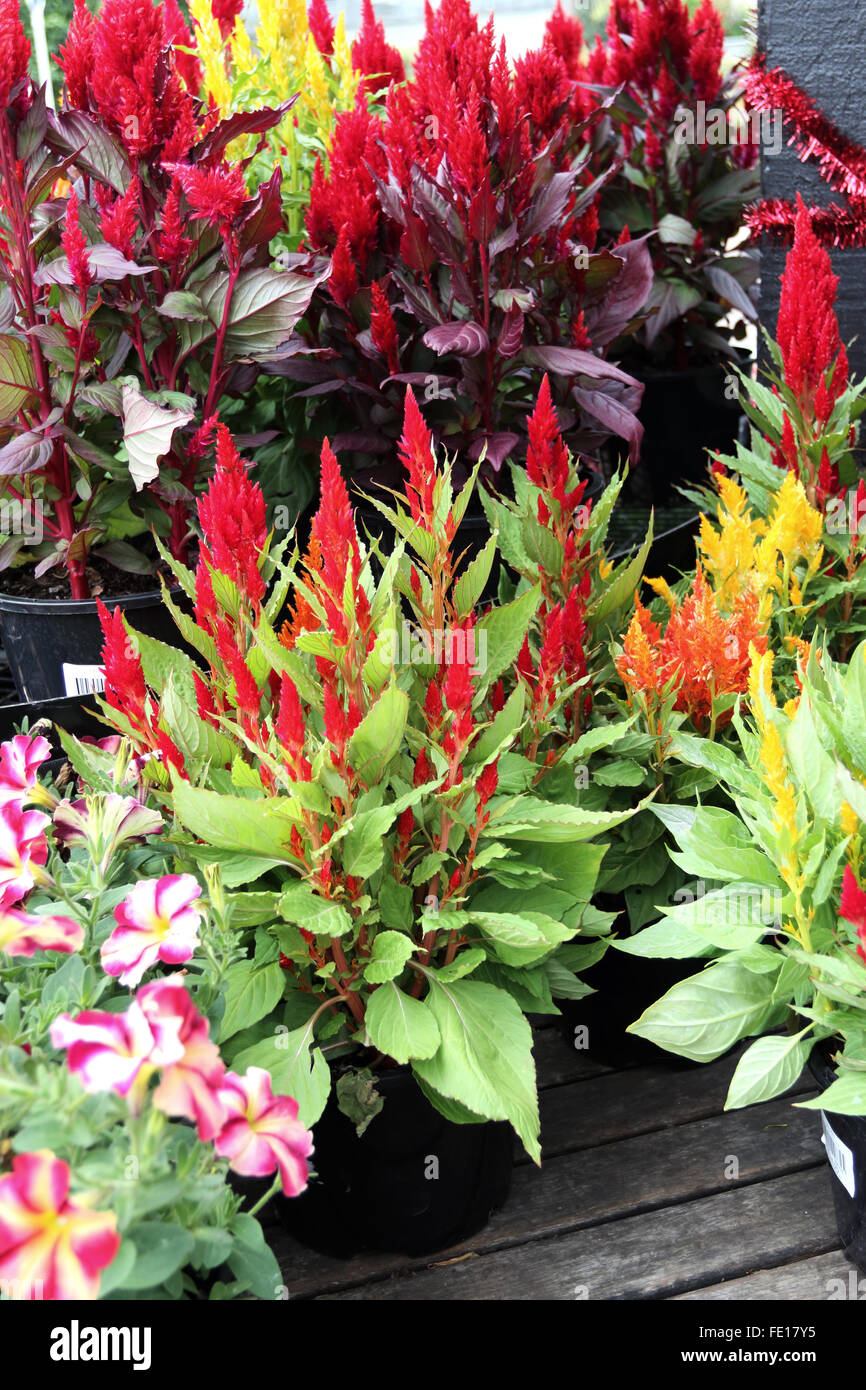 Celosia argentea or Cockscomb flowers Stock Photo